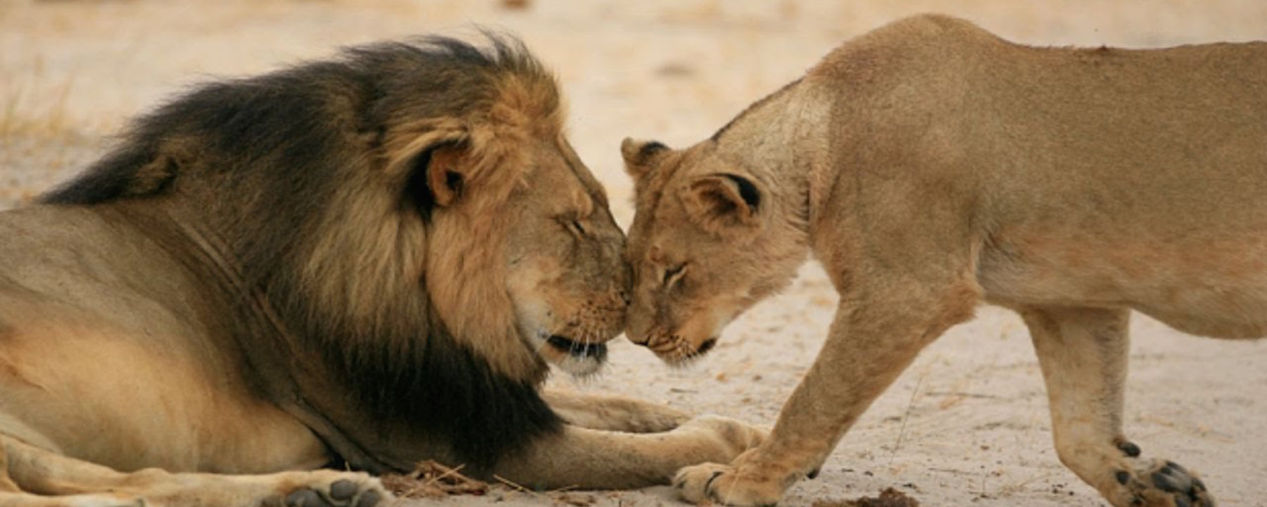 Read more about the article Use Your Voice on Social Media: Not Only for Cecil the Lion