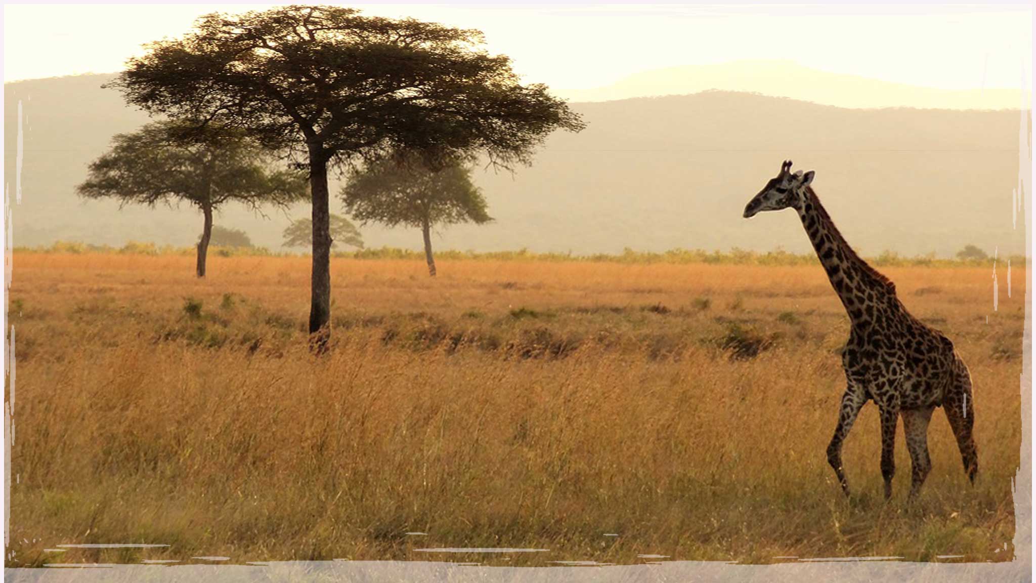 You are currently viewing 5 Reasons Why Expats Should Try Out a Safari